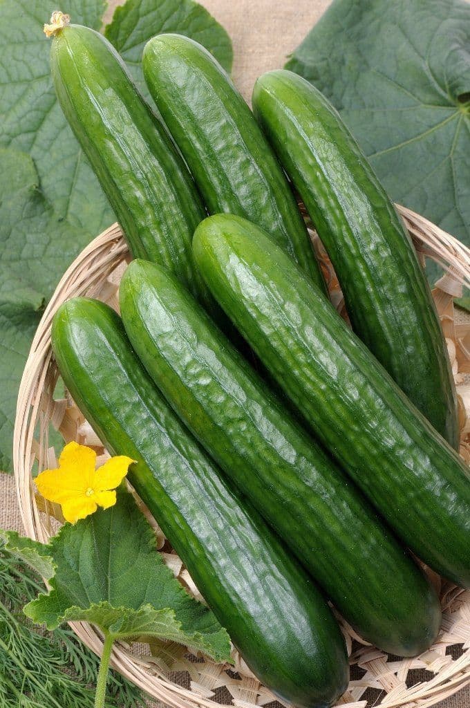  Fresh Cucumber (Kheera)