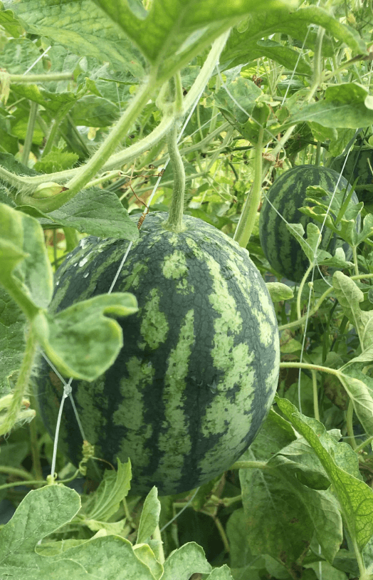 Fresh watermelon